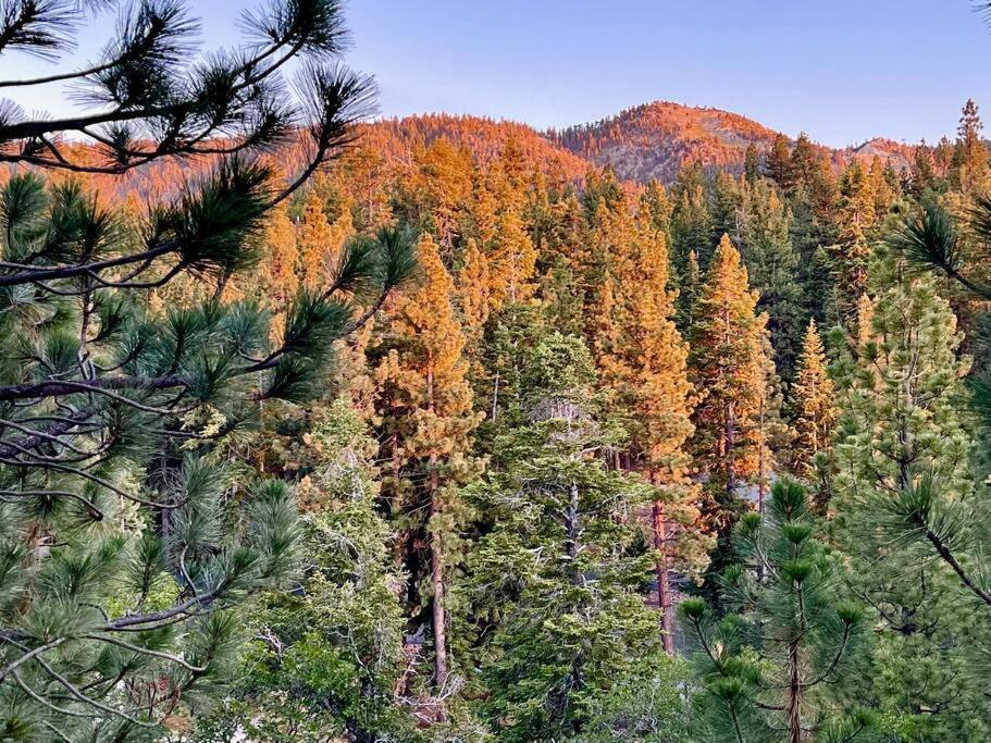 Luxury Joyful Bear Cabin With View, Big Bear Lake Villa Dış mekan fotoğraf